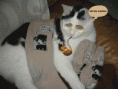 /album/galerie-de-photos-les-vaches/stasi-3-gif/